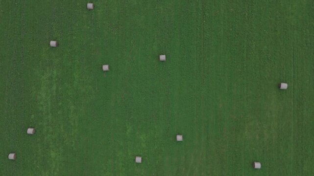 Aerial top down view of rolled hay bales on a vast green field after harvest, showcasing rural agriculture and sustainable farming practices for food production