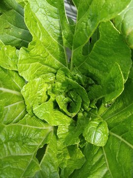 Direct overhead shot of a fresh green mustard greens or Chinese cabbage growing in the garden, showing detail of textured leaves and vibrant natural color