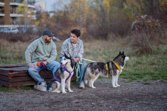 Man and teenager sit with two huskies discussing next training step, handler showing where to go next, result of daily patience. Wide shot. Concept of handler showing direction to dogs