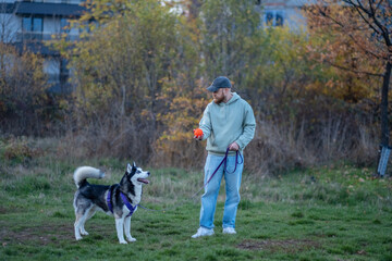 Man stands with husky on grass field at grey autumn dusk, playing as reward after long training, friendship without any condition. Wide shot. Concept of playing with dog on evening field © iwavephoto