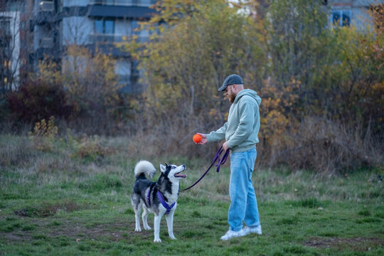 Husky opens mouth trying to catch toy from hand of his owner, playing until light fully disappears, mood every dog owner knows. Wide shot. Concept of playing with dog on evening field