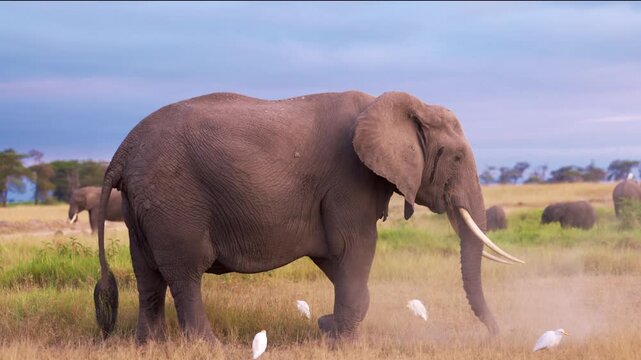 African elephants walking across the open plains of Amboseli National Park, Kenya, surrounded by the characteristic landscape of East African savanna.