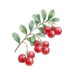 Obraz premium A beautiful watercolo red currants with green leaves isolated on transparent background