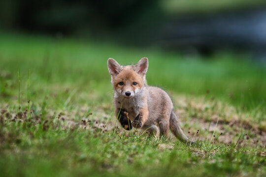 Cute small red fox cub vulpes vulpes running forward on a green grassy meadow with soft blurred background.