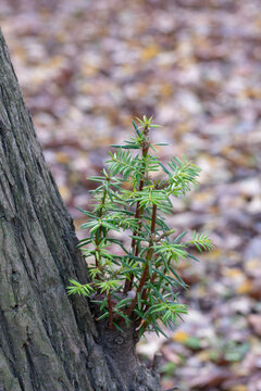 Fresh Green Tree Sprout Growing from Trunk with Autumn Leaves Blur Copy Space Background
