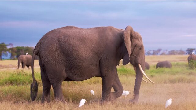African elephants walking across the open plains of Amboseli National Park, Kenya, surrounded by the characteristic landscape of East African savanna.