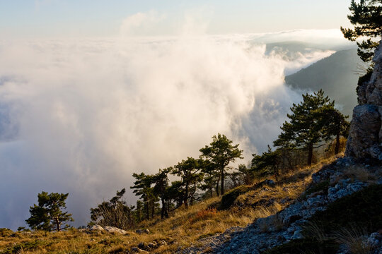 Breathtaking mountain landscape view with pine trees above a thick layer of rolling white clouds
