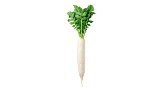 Fresh daikon radish with long smooth white root, tapered tip, crisp green leafy tops, and subtle natural texture, wholesome root vegetable for cooking and nutrition. Photorealistic, side 3/4 view,