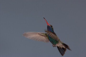 Fototapeta premium Broad-billed hummingbird hovering