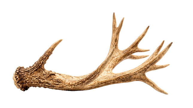 Single deer antler with branching natural tines, warm bone texture and realistic organic surface details, photorealistic, front 3/4 view, horizontal orientation, ultra-high-resolution 8K product