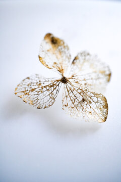 Vertical macro photograph of a fragile, skeletonized dry flower petal showcasing an intricate natural network of veins against a minimalist light background. Perfect commercial concept for fine art, b