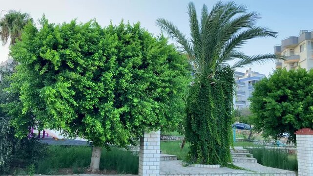 The vine tightly wraps around the palm tree trunk; the competition among plants for water, nutrients, and space in an urban environment. Parasitism and natural competition among plants