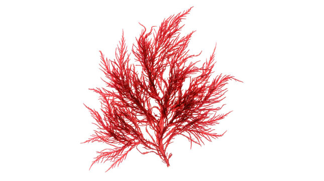Red algae specimen with vivid crimson branching fronds, delicate marine texture, organic flowing form, and realistic reef-plant appearance. Photorealistic, front 3/4 view, vertical orientation,