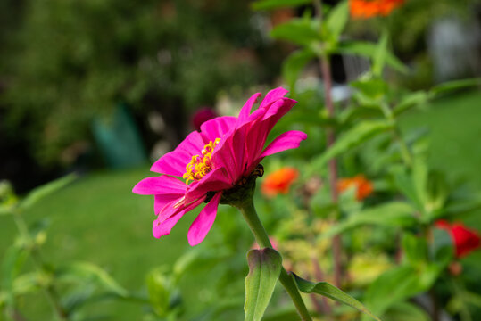 Bright pink zinnia flower blooming in a green garden, with soft blurred foliage and colorful flowers in the background.