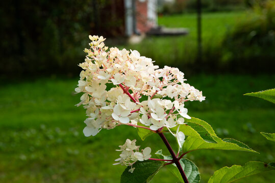 A white hydrangea blossom blooms in the garden, surrounded by green foliage and a blurred background of allotment gardens.