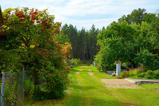 Green rural path leading through a garden toward a pine forest, surrounded by trees, shrubs, fences and summer vegetation.