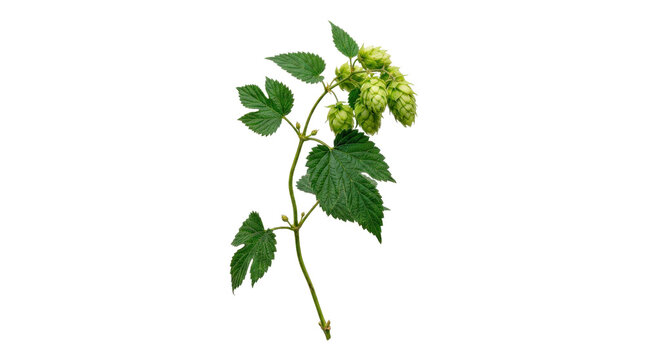 Single hop vine cutting with textured leaves and cone detail, slender botanical form and fresh natural surface texture, photorealistic, front 3/4 view, vertical orientation, ultra-high-resolution 8K