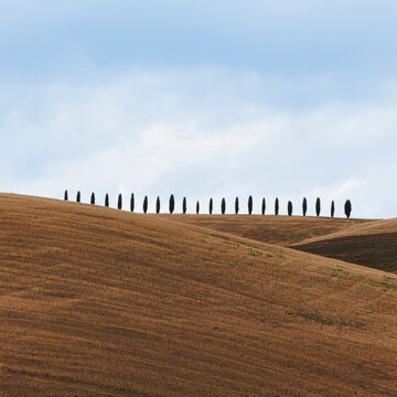 La ligne de cypr&egrave;s sur les collines de Toscane