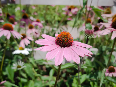 Blooming pink Echinacea purpurea flowers in a summer garden landscape