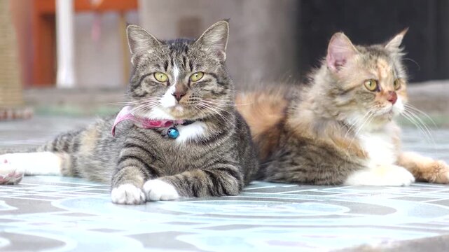 Two adorable cats relaxing together on a patterned tiled floor, one with a collar and bell, enjoying a peaceful moment outdoors