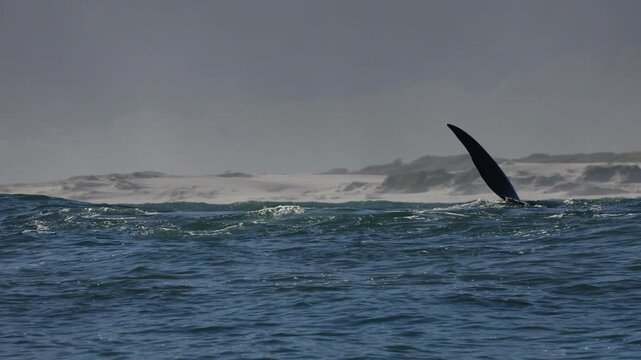 A massive bowhead whale briefly surfaces in the ocean, lifting its enormous head above the water. It exhales a powerful breath through its blowholes before gracefully diving back beneath the surface.