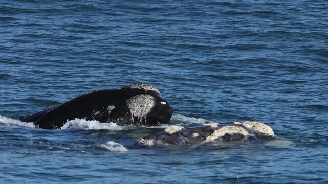 A massive bowhead whale briefly surfaces in the ocean, lifting its enormous head above the water. It exhales a powerful breath through its blowholes before gracefully diving back beneath the surface.