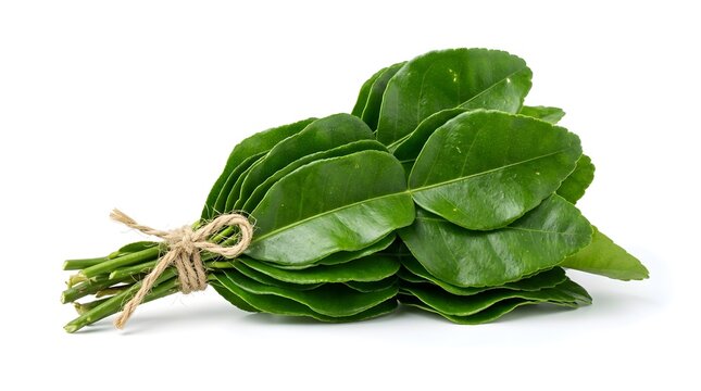 Fresh bundle of kaffir lime leaves tied with twine, an essential Indonesian aromatic spice and herb commonly used in traditional Southeast Asian cuisine, isolated on a white background.