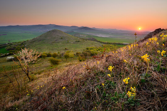 Blooming cowslips (Primula veris) on a rocky slope at sunrise overlooking volcanic hills