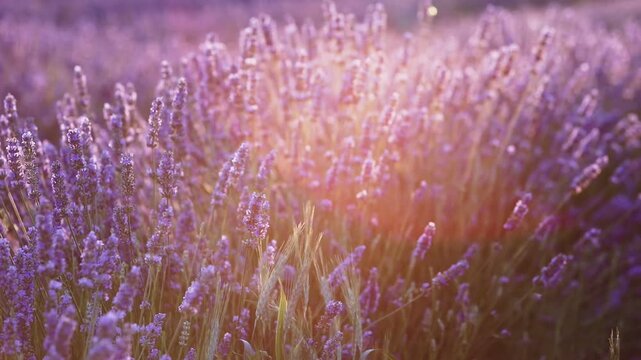 Sunset over a summer lavender field. Landscape with rows of lavender