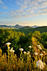 Vertical summer view of blooming white yarrow flowers and forested volcanic © SebVoj