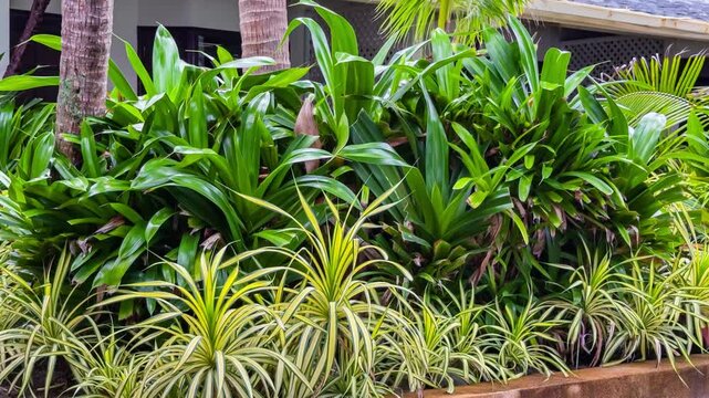 Lush Tropical Garden Plants in Heavy Rain