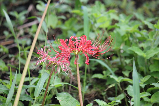 Close-Up of Red Spider Lily, Lycoris radiata