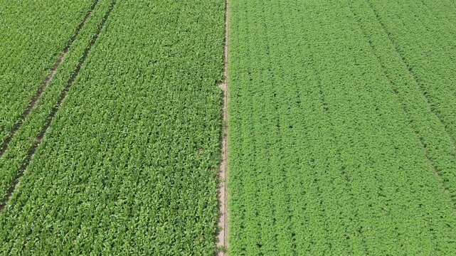 aerial top view on green crop field nature environment green harvest in field summer