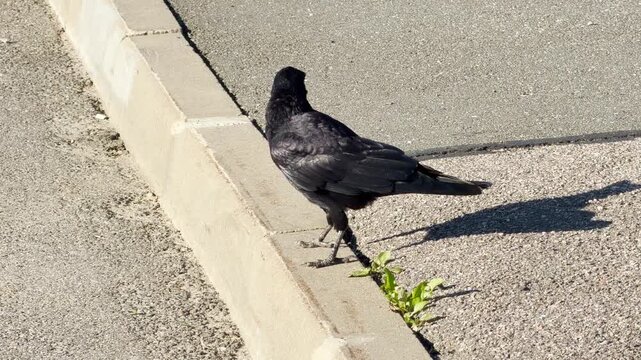 A curious black crow stands alert on a concrete curb. The watchful bird explores the quiet urban street. Its calm presence brings a peaceful feeling.