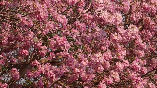Delightful Pink Tecoma Blossoms Shining in Daylight and Gentle Wind