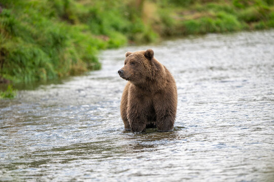 Alaskan brown in Brooks River at sunrise