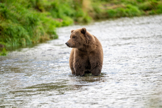 Alaskan brown in Brooks River at sunrise