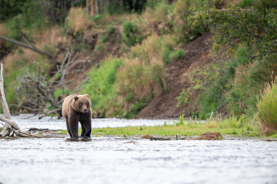 Alaskan brown bear chasing salmon in Brooks River at sunrise