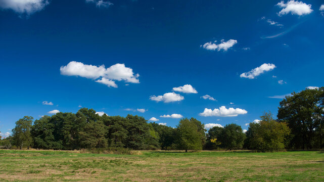 Naturschutzgebiet Schwanheimer D&uuml;ne in Frankfurt