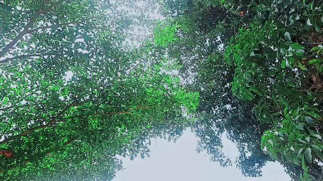 Tree trunk branches from bellow with sunlight nature green environment
