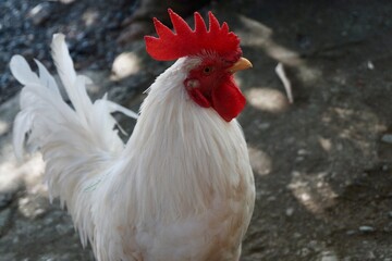 A white rooster with a red cockscomb is looking for food in the backyard © Windah
