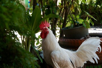 A white rooster with a red cockscomb is looking for food in the backyard © Windah