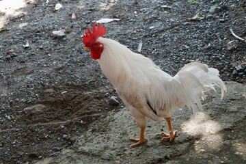 A white rooster with a red cockscomb is looking for food in the backyard © Windah