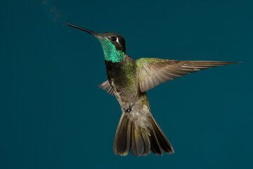 Rivoli's hummingbird in flight © willtu