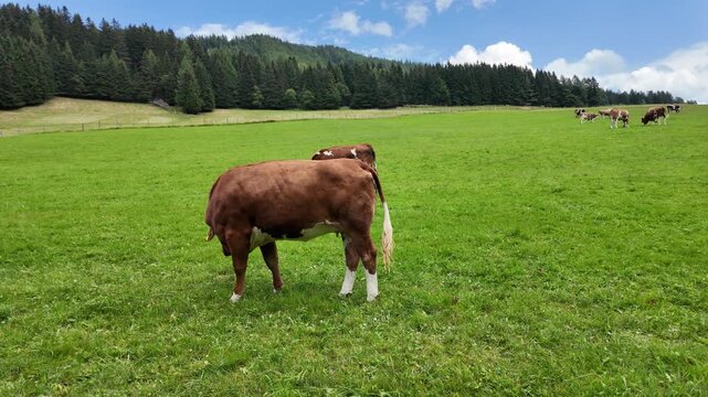 Simmental Cattle Grazing On High Mountain Pasture In The Alps