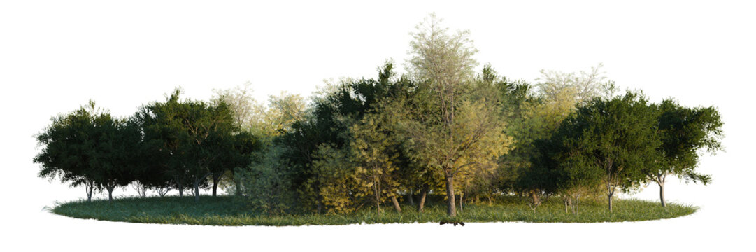 Populus fremontii, Prosopis chilensis and Simmondsia ch tree line, Forest Edge, Backdrop cutout, isolate transparent background