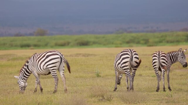 A group of plains zebras standing and grazing across the grasslands of Amboseli National Park, Kenya, in their natural African savanna habitat.