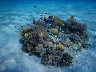Small coral reef bommie surrounded by tiny blue damselfish on sandy ocean floor © Nipari D.