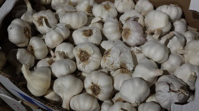 Fresh garlic bulbs fill a cardboard box at a local market showing natural white cloves and papery skins as a healthy aromatic ingredient ready for cooking and daily meals