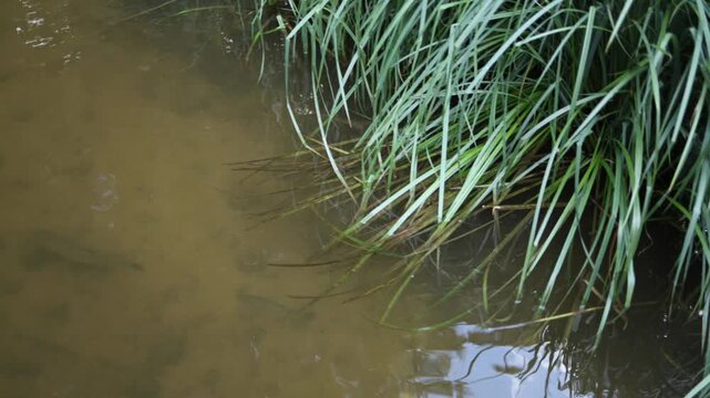 Nutria dives beneath shallow freshwater beside a grassy bank while fish swim nearby showing natural aquatic behavior of a wild semi aquatic rodent in its calm habitat sun